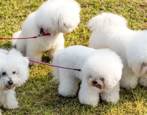 Nume de câini Bichon Frise (femele și masculi).